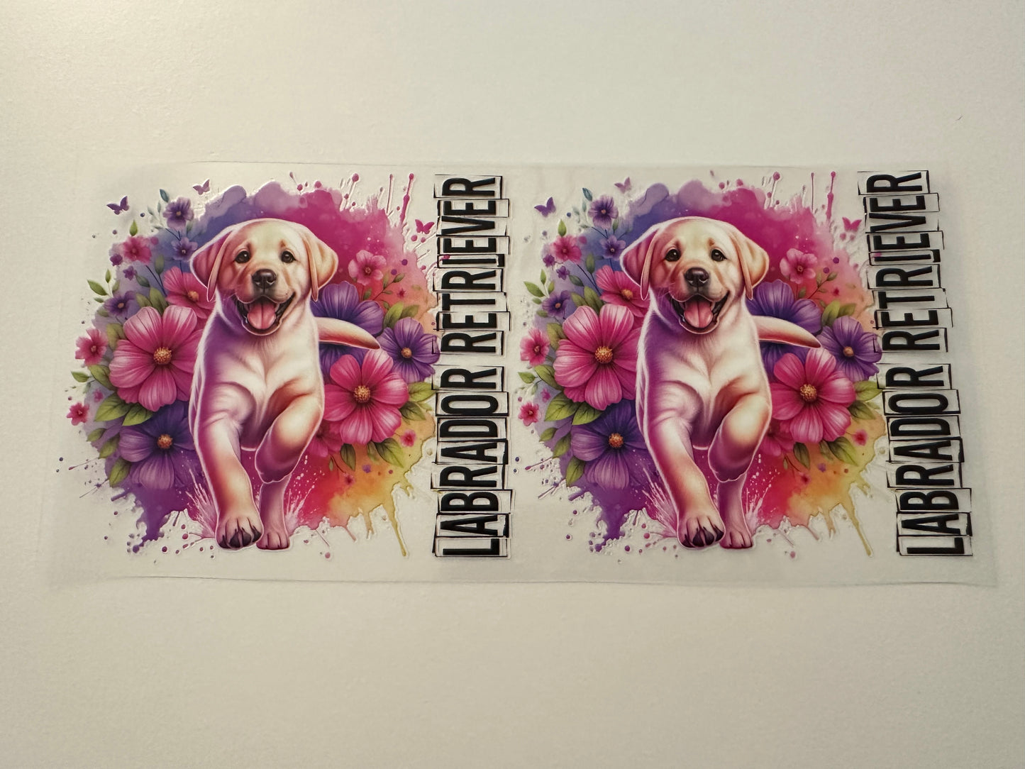 Labrador retriever