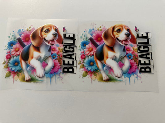 Beagle