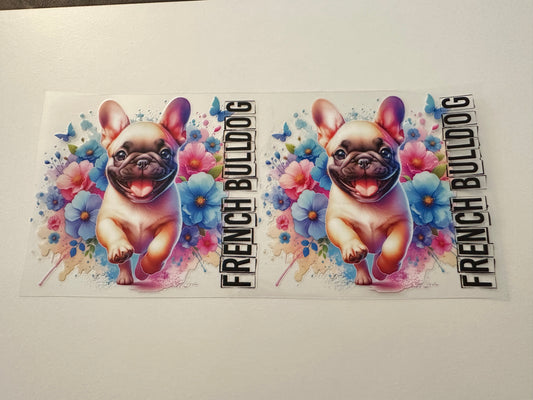 French bulldog