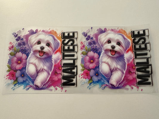 Maltese