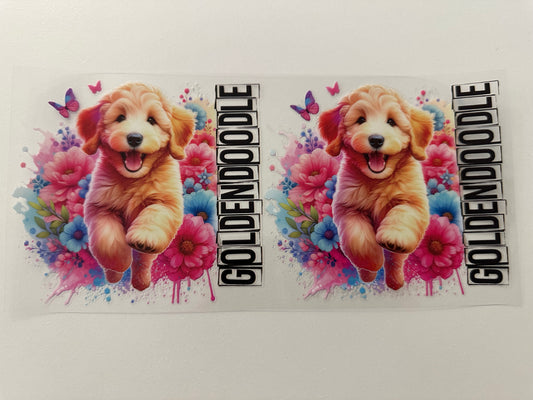 Golden doodle