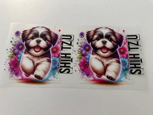 Shih tzu