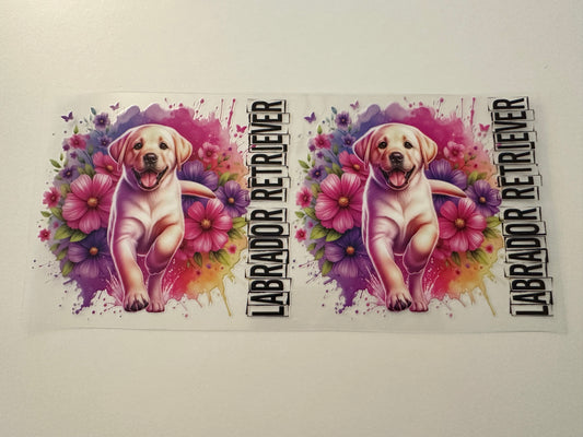 Labrador retriever