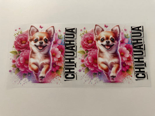 Chihuahua