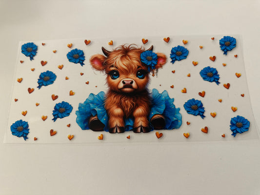 Blue highland cow