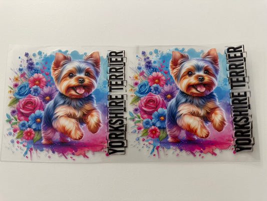 Yorkshire terrier