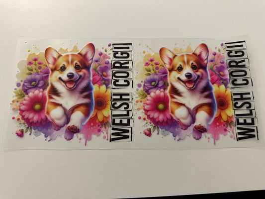 Welsh Corgi