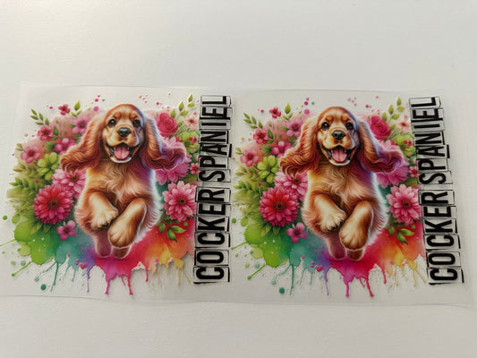 Cocker spaniel